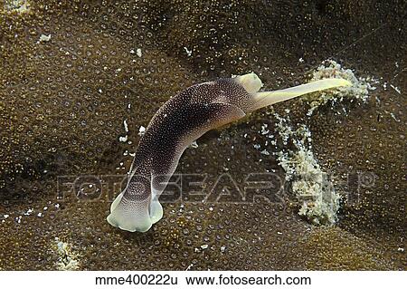 Stock Photograph - Brown and yellow folded sea slug, Indonesia.. Fotosearch