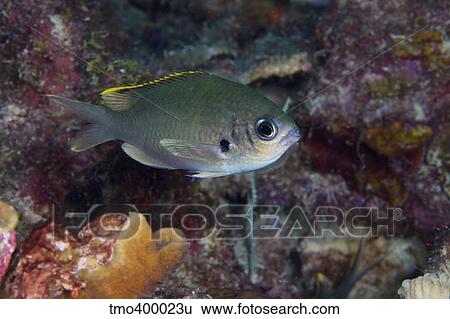 Brown Chromis, Bonaire, Caribbean Netherlands. View Large Photo Image Stock Photograph - Brown Chromis, Bonaire, Caribbean Netherlands.. Fotosearch