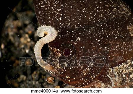 Brown cuckatoo waspfish eating a worm, North Sulawesi, Indonesia. View Large Photo Image Stock Photograph - Brown cuckatoo waspfish eating a worm, North Sulawesi, Indonesia.. Fotosearch