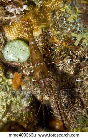 Brown shrimp blending in the background, Komodo, Indonesia. View Large Photo Image Stock Photograph - Brown shrimp blending in the background, Komodo, Indonesia.. Fotosearch