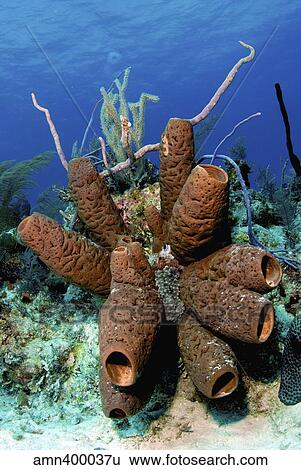 Brown tube sponge cluster, Nassau, The Bahamas. View Large Photo Image Stock Photograph - Brown tube sponge cluster, Nassau, The Bahamas.. Fotosearch