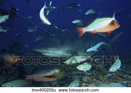 Bull shark surrounded by reef fish, Fiji. View Large Photo Image Stock Photograph - Bull shark surrounded by reef fish, Fiji.. Fotosearch