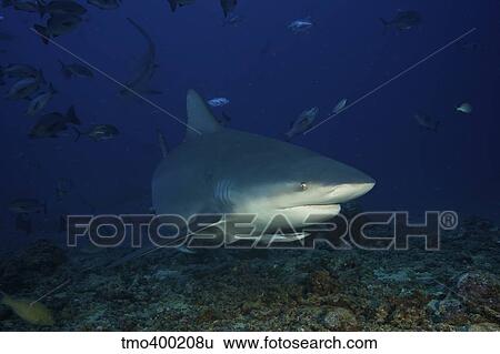 Bull shark surrounded by reef fish, Fiji. View Large Photo Image Stock Photograph - Bull shark surrounded by reef fish, Fiji.. Fotosearch