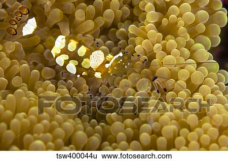 Bumblebee shrimp on adhesive anemone, Australia. View Large Photo Image Stock Photograph - Bumblebee shrimp on adhesive anemone, Australia.. Fotosearch