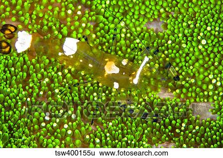 Bumblebee shrimp on adhesive anemone, Australia. View Large Photo Image Stock Photograph - Bumblebee shrimp on adhesive anemone, Australia.. Fotosearch