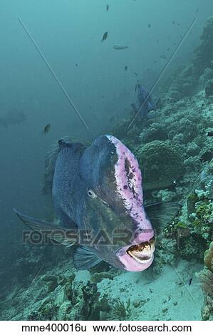 Bumphead parrotfish, Sabah, Malaysia. View Large Photo Image Stock Photograph - Bumphead parrotfish, Sabah, Malaysia.. Fotosearch