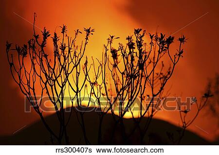 Bush silhouetted against glow of lava in crater of Nyamuragira Volcano. View Large Photo Image Stock Photograph - Bush silhouetted against glow of lava in crater of Nyamuragira Volcano.. Fotosearch