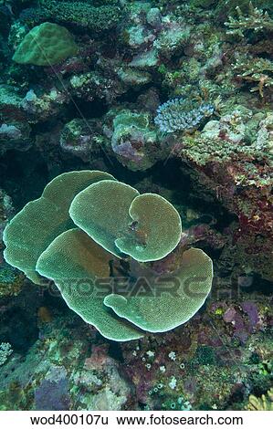 Stock Photograph - Cabbage Coral amongst other corals in the South Pacific Ocean, Fiji.. Fotosearch