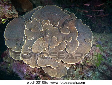 Stock Photograph - Cabbage Coral amongst other corals in the South Pacific Ocean, Fiji.. Fotosearch