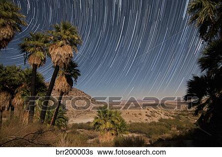 California Fan Palms and a mesquite grove in a desert landscape. View Large Photo Image Stock Photograph - California Fan Palms and a mesquite grove in a desert landscape.. Fotosearch