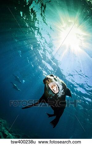 California sea lion, La Paz, Mexico. View Large Photo Image Stock Photograph - California sea lion, La Paz, Mexico.. Fotosearch
