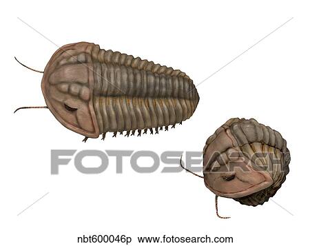 Calymene blumenbachii, a trilobite from the Silurian Period. View Large Illustration Stock Illustration - Calymene blumenbachii, a trilobite from the Silurian Period.. Fotosearch