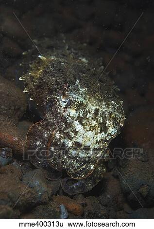 Camouflaged baby reef cuttelfish, Bali, Indonesia. View Large Photo Image Stock Photograph - Camouflaged baby reef cuttelfish, Bali, Indonesia.. Fotosearch