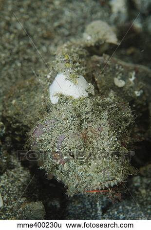 Stock Photograph - Camouflaged juvenile scorpionfish with red lips, North Sulawesi.. Fotosearch