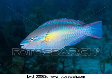 Caribbean Princess Parrotfish. View Large Photo Image Stock Photograph - Caribbean Princess Parrotfish.. Fotosearch