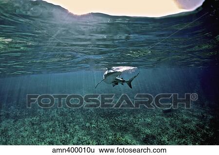Caribbean Reef Shark, Grand Cay, The Bahamas. View Large Photo Image Stock Photograph - Caribbean Reef Shark, Grand Cay, The Bahamas.. Fotosearch