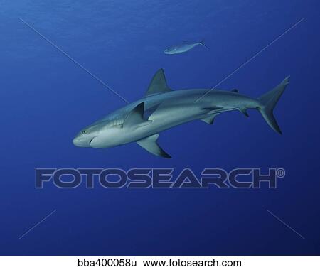 Caribbean reef shark, West Caicos, Turks and Caicos. View Large Photo Image Stock Photograph - Caribbean reef shark, West Caicos, Turks and Caicos.. Fotosearch