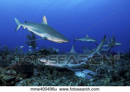Stock Photograph - Caribbean reef sharks swimming along the reef off of Cuba.. Fotosearch