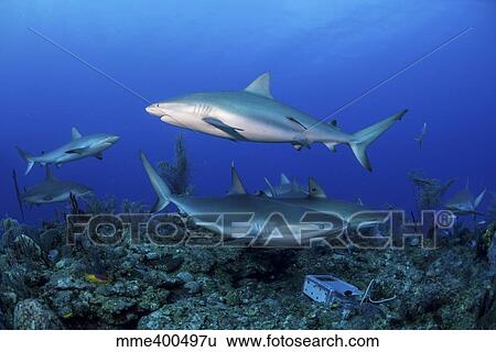 Caribbean reef sharks swimming along the reef off of Cuba. View Large Photo Image Stock Photograph - Caribbean reef sharks swimming along the reef off of Cuba.. Fotosearch