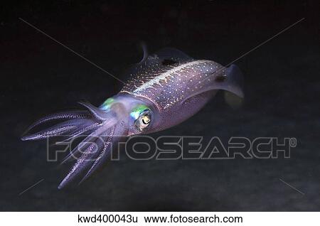Stock Photograph - Caribbean Reef Squid at night on reef.. Fotosearch