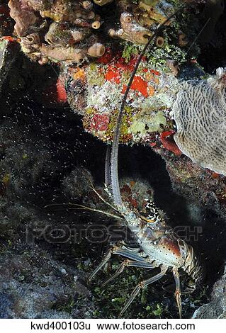 Caribbean Spiny Lobster on Caribbean reef. View Large Photo Image Stock Photograph - Caribbean Spiny Lobster on Caribbean reef.. Fotosearch