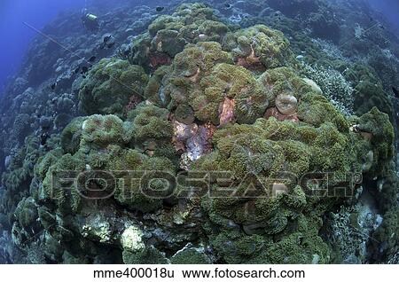 Carpet of green anemone, Christmas Island, Australia. View Large Photo Image Stock Photograph - Carpet of green anemone, Christmas Island, Australia.. Fotosearch