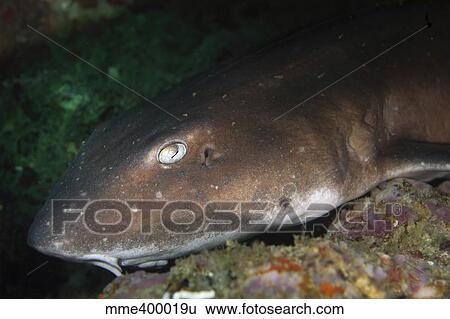 Stock Photograph - Cat shark sleeping, Pulau Tioman, Pahang, Malaysia.. Fotosearch