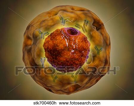 Cell nucleus with chromosome. View Large Illustration Drawing - Cell nucleus with chromosome.. Fotosearch