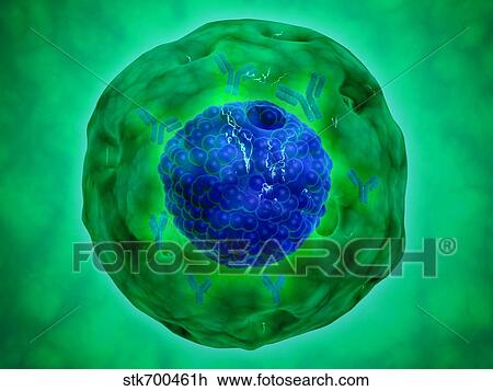 Cell nucleus with chromosome. View Large Illustration Drawing - Cell nucleus with chromosome.. Fotosearch
