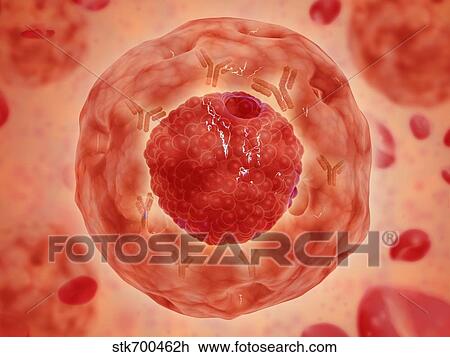 Drawing - Cell nucleus with chromosome.. Fotosearch