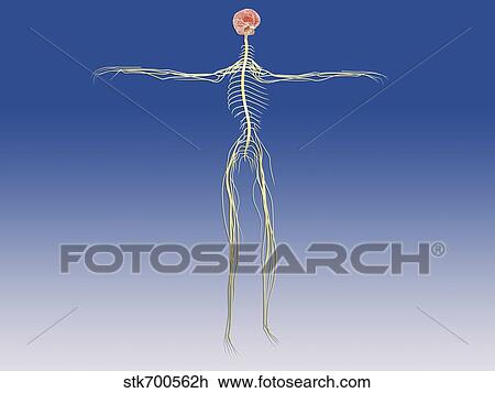 Central nervous system with human brain. View Large Illustration Drawing - Central nervous system with human brain.. Fotosearch