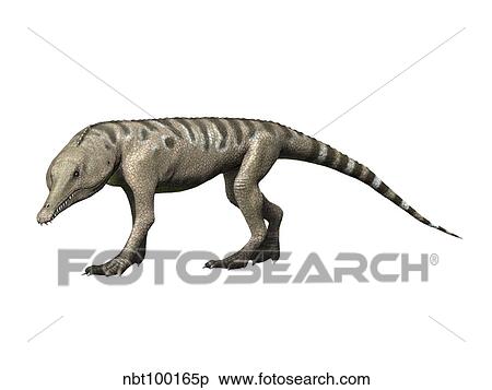 Chanaresuchus is an archosaur of the Triassic period. View Large Illustration Stock Illustration - Chanaresuchus is an archosaur of the Triassic period.. Fotosearch