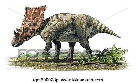 Chasmosaurus belli, a ceratopsian of the Late Cretaceous period. View Large Illustration Stock Illustration - Chasmosaurus belli, a ceratopsian of the Late Cretaceous period.. Fotosearch