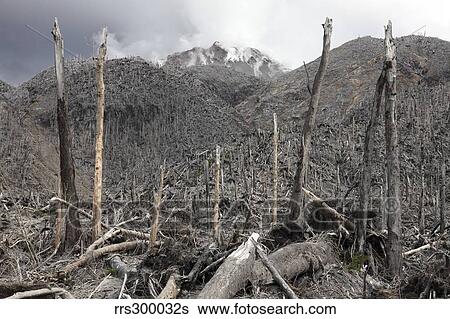 Stock Photograph - Chile. Forest destroyed by pyroclastic flows with Chaiten lava dome in background.. Fotosearch