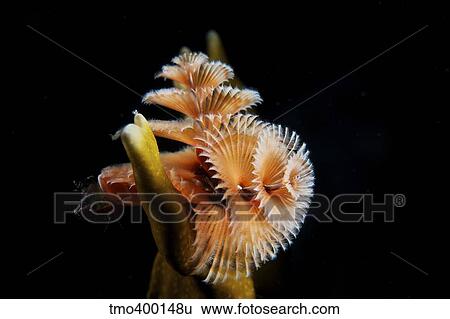 Stock Photograph - Christmas Tree Worm in fire coral.. Fotosearch