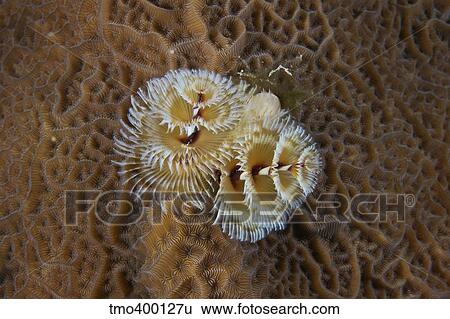 Christmas Tree Worm in hard coral, Bonaire, Caribbean Netherlands. View Large Photo Image Stock Photograph - Christmas Tree Worm in hard coral, Bonaire, Caribbean Netherlands.. Fotosearch