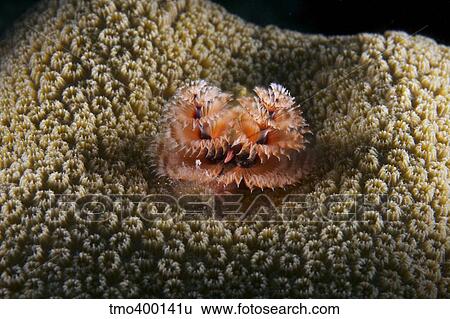 Christmas Tree Worm in hard coral. View Large Photo Image Stock Photograph - Christmas Tree Worm in hard coral.. Fotosearch