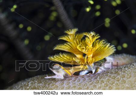 Christmas tree worm in Raja Ampat, Indonesia. View Large Photo Image Stock Photograph - Christmas tree worm in Raja Ampat, Indonesia.. Fotosearch