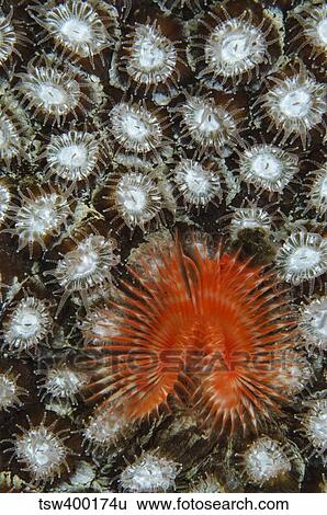 Christmas tree worm on coral, Belize. View Large Photo Image Stock Photograph - Christmas tree worm on coral, Belize.. Fotosearch