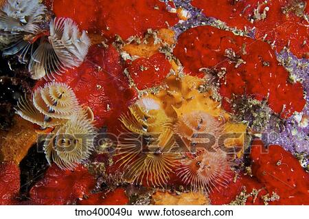 Christmas Tree Worms, Bonaire, Caribbean Netherlands. View Large Photo Image Stock Photograph - Christmas Tree Worms, Bonaire, Caribbean Netherlands.. Fotosearch