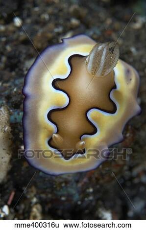 Chromodoris coi nudibranch sea slug, Bali, Indonesia. View Large Photo Image Stock Photograph - Chromodoris coi nudibranch sea slug, Bali, Indonesia.. Fotosearch