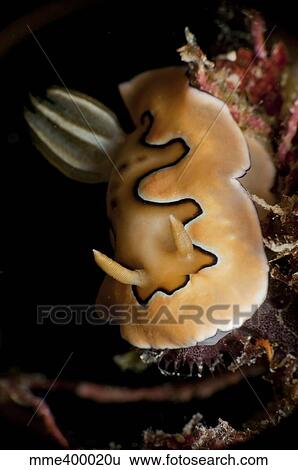 Stock Photograph - Chromodoris coi sea slug nudibranch.. Fotosearch