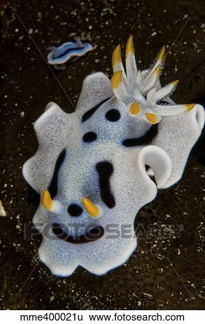 Chromodoris dianae sea slug nudibranch. View Large Photo Image Stock Photograph - Chromodoris dianae sea slug nudibranch.. Fotosearch