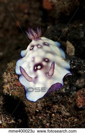 Chromodoris hintuanensis sea slug nudibranch. View Large Photo Image Stock Photograph - Chromodoris hintuanensis sea slug nudibranch.. Fotosearch