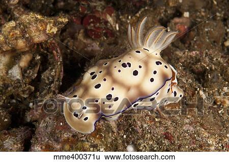 Stock Photograph - Chromodoris kunei nudibranch carrying an orange emperor shrimp on its back.. Fotosearch
