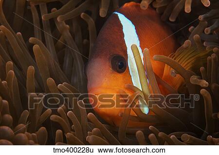 Cinnamon Clownfish in its host anemone, Fiji. View Large Photo Image Stock Photograph - Cinnamon Clownfish in its host anemone, Fiji.. Fotosearch