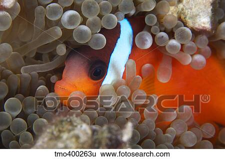 Cinnamon Clownfish in its host anemone. View Large Photo Image Stock Photograph - Cinnamon Clownfish in its host anemone.. Fotosearch