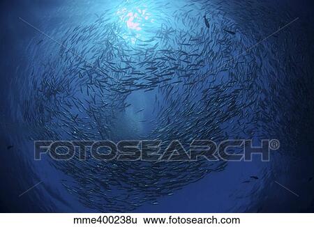 Stock Photograph - Circling school of jacks trevally above Liberty Wreck, Bali.. Fotosearch