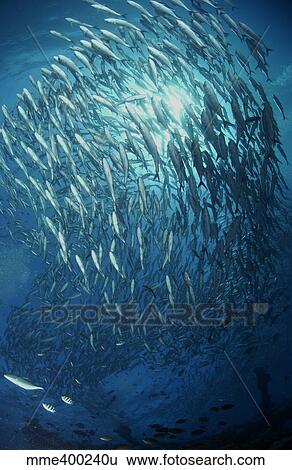 Circling school of jacks trevally above Liberty Wreck, Bali. View Large Photo Image Stock Photograph - Circling school of jacks trevally above Liberty Wreck, Bali.. Fotosearch