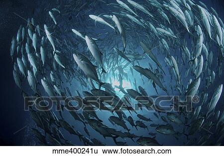 Stock Photograph - Circling school of jacks trevally above Liberty Wreck, Bali.. Fotosearch